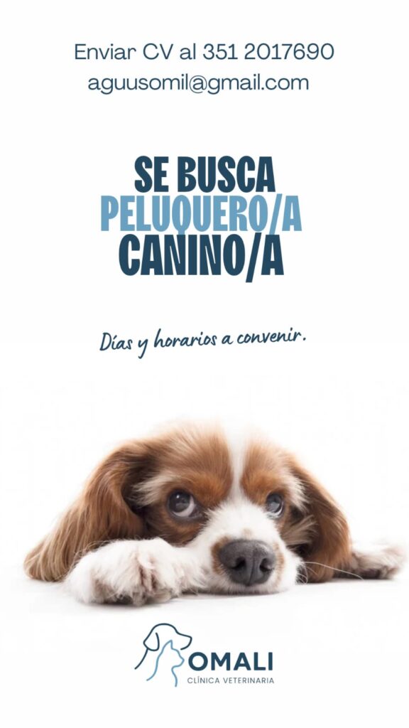 Oferta 26107